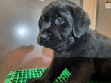 Cinq chiots Labrador noirs LOF disponibles &agrave; la vente
