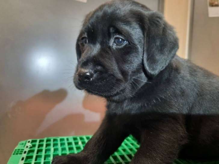 Cinq chiots Labrador noirs LOF disponibles à la vente