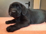 Cinq chiots Labrador noirs LOF disponibles &agrave; la vente
