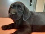 Cinq chiots Labrador noirs LOF disponibles &agrave; la vente
