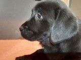 Cinq chiots Labrador noirs LOF disponibles &agrave; la vente