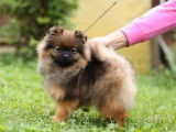 À vendre chiot femelle Spitz Pomeranian LOF de couleur orange charbonné