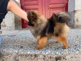 À vendre chiot femelle Spitz Pomeranian LOF de couleur orange charbonné