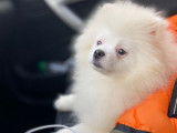 Disponible tout de suite chiot femelle Spitz Pomeranian blanche LOF