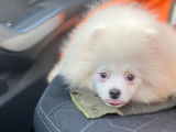 Disponible tout de suite chiot femelle Spitz Pomeranian blanche LOF