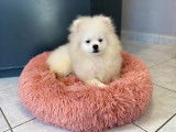 Disponible tout de suite chiot femelle Spitz Pomeranian blanche LOF