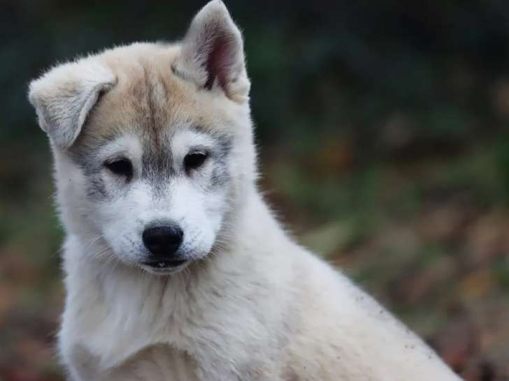 4 chiots de race Husky de Sibérie LOF de septembre 2021 en vente