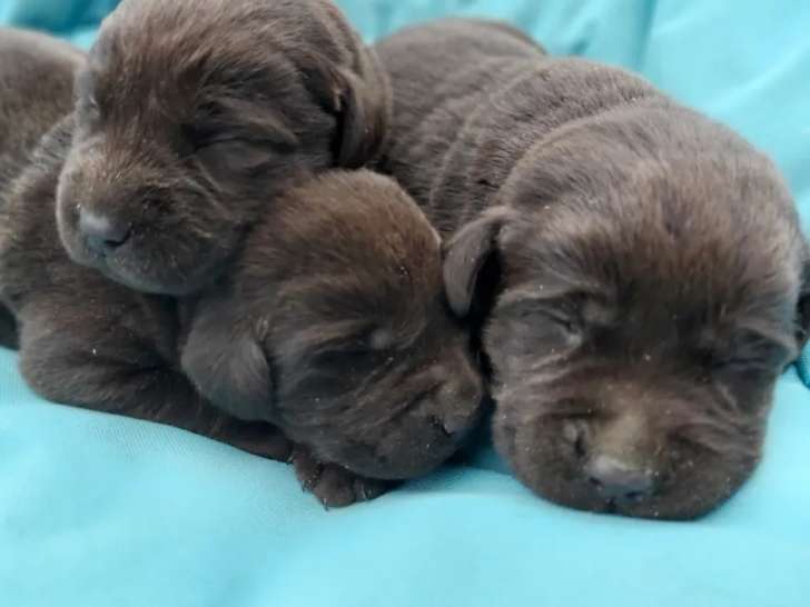 8 chiots Labrador Retriever LOF à réserver, chocolats d’octobre 2021