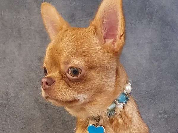 Vente d’un chiot Chihuahua mâle LOF avril 2021, pelage roux