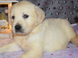 Réservation : 7 chiots Golden Retriever, 5 mâles et 2 femelles sables LOF