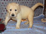 Réservation : 7 chiots Golden Retriever, 5 mâles et 2 femelles sables LOF