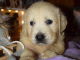 Réservation : 7 chiots Golden Retriever, 5 mâles et 2 femelles sables LOF