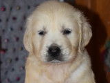 Réservation : 7 chiots Golden Retriever, 5 mâles et 2 femelles sables LOF