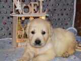Réservation : 7 chiots Golden Retriever, 5 mâles et 2 femelles sables LOF