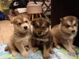 Réservation pour 3 chiots Malamute d’Alaska, 2 mâles et 1 femelle LOF gris