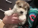 Réservation pour 3 chiots Malamute d’Alaska, 2 mâles et 1 femelle LOF gris