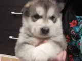 Réservation pour 3 chiots Malamute d’Alaska, 2 mâles et 1 femelle LOF gris
