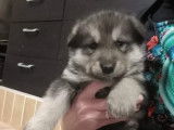 Réservation pour 3 chiots Malamute d’Alaska, 2 mâles et 1 femelle LOF gris