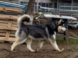 Réservation pour 3 chiots Malamute d’Alaska, 2 mâles et 1 femelle LOF gris
