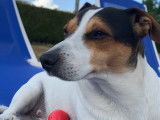Superbe mâle Jack Russel LOF pour saillie