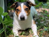 Superbe mâle Jack Russel LOF pour saillie
