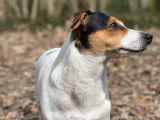 Superbe mâle Jack Russel LOF pour saillie