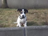 Superbe mâle Jack Russel LOF pour saillie