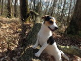 Superbe mâle Jack Russel LOF pour saillie
