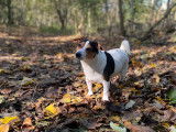 Superbe mâle Jack Russel LOF pour saillie