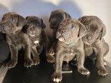 5 chiots Cane Corso gris bringé non LOF disponibles à la réservation