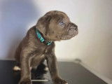 5 chiots Cane Corso gris bringé non LOF disponibles à la réservation