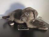5 chiots Cane Corso gris bringé non LOF disponibles à la réservation