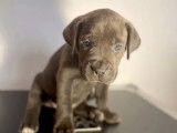 5 chiots Cane Corso gris bringé non LOF disponibles à la réservation