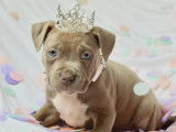2 chiots American Staffordshire Terrier femelles lilas LOF disponibles