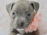 2 chiots American Staffordshire Terrier femelles lilas LOF disponibles