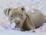 2 chiots American Staffordshire Terrier femelles lilas LOF disponibles