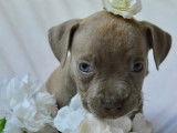 2 chiots American Staffordshire Terrier femelles lilas LOF disponibles