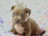2 chiots American Staffordshire Terrier femelles lilas LOF disponibles
