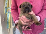 6 chiots Cane Corso fauves LOF nés en 2021 à vendre