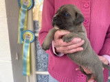 6 chiots Cane Corso fauves LOF nés en 2021 à vendre