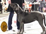 6 chiots Cane Corso fauves LOF nés en 2021 à vendre