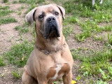 6 chiots Cane Corso fauves LOF nés en 2021 à vendre