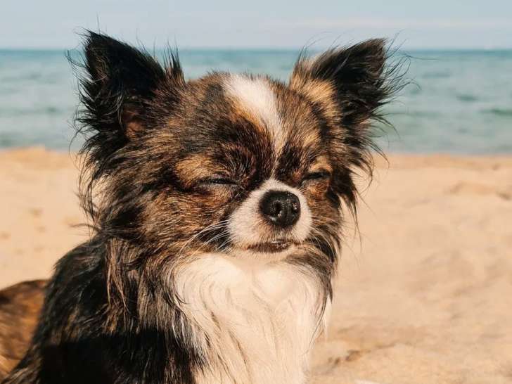 Un chien Chihuahua LOF au pelage fauve bringé panaché disponible pour saillie