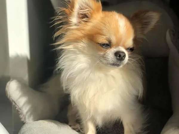 Un chien Chihuahua LOF de 3 ans et demi au pelage fauve panaché blanc disponible pour saillie