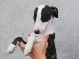 Six chiots Whippet LOF disponibles de suite