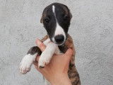 Six chiots Whippet LOF disponibles de suite