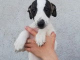 Six chiots Whippet LOF disponibles de suite