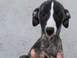 Six chiots Whippet LOF disponibles de suite
