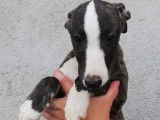 Six chiots Whippet LOF disponibles de suite
