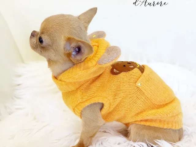Disponible à la vente chiot femelle Chihuahua LOF de couleur isabelle